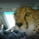 Illustration for article titled Did You Know Cheetahs Ride Shotgun?